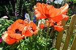 Shasta Garden